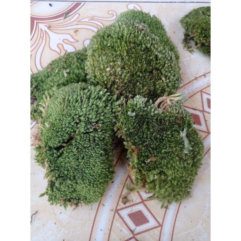 Lumut hidup lumut pinus media tanam berat 1 kg