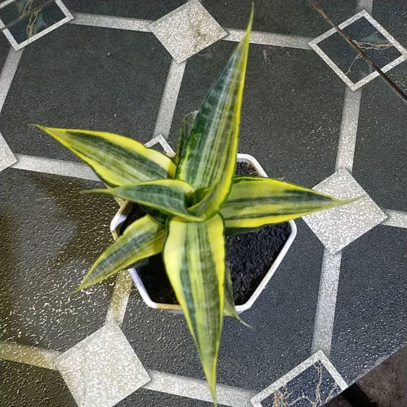 tanaman hias sansevieria cordova yellow variegata