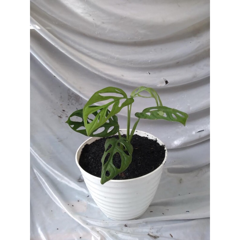 Tanaman Hias(Janda Bolong)