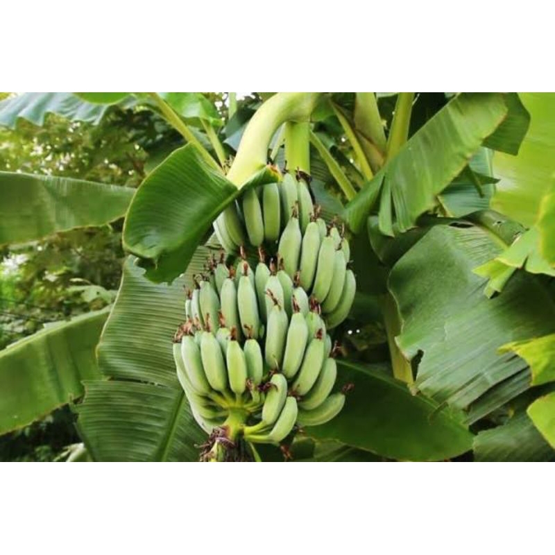 PROMO BIBIT PISANG BATU PISANG KLUTUK/pohon pisang batu
