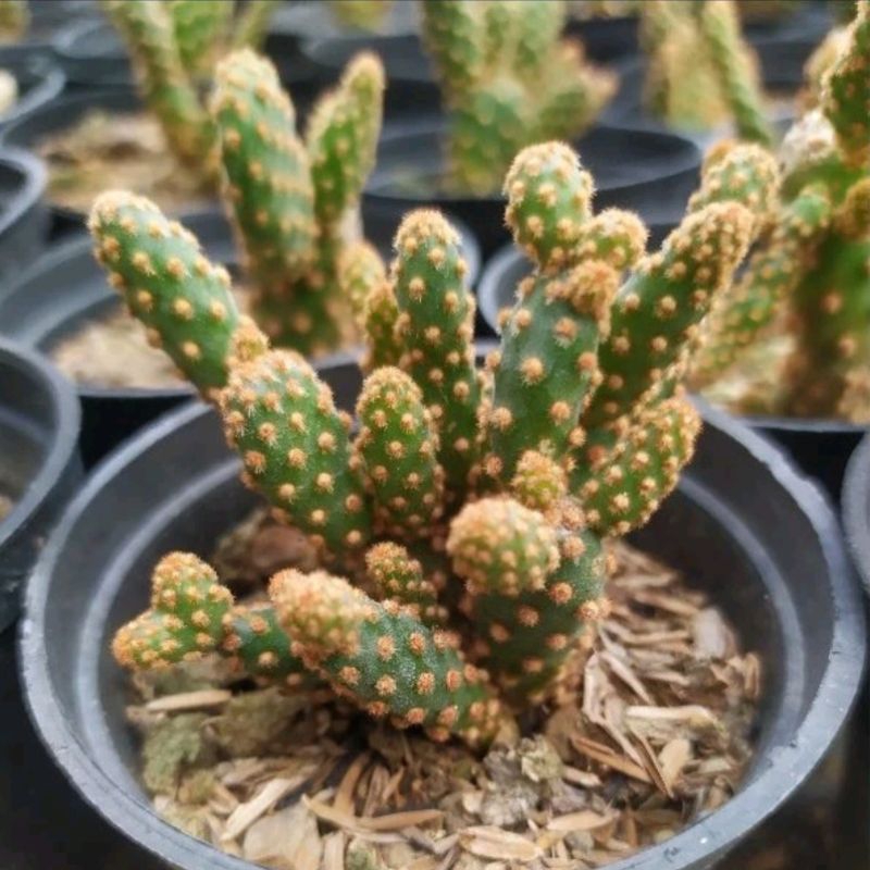 Kaktus Sukulen Opuntia Duri Merah
