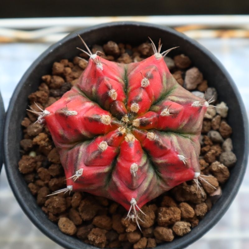 Kaktus gymno miha T3115 merah hybrid