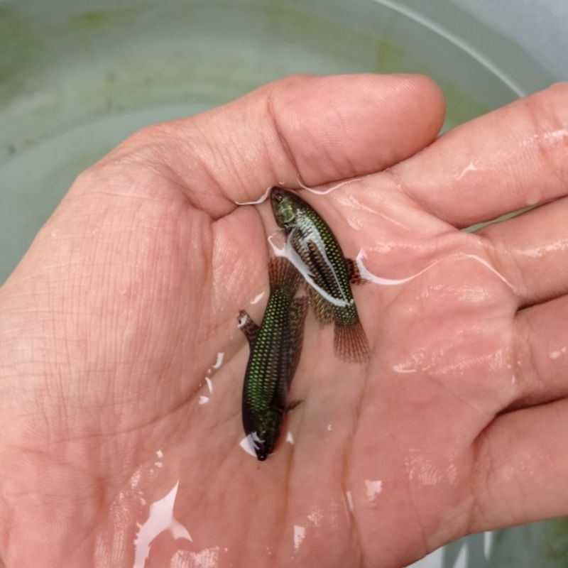 wild betta alien green hybreed female