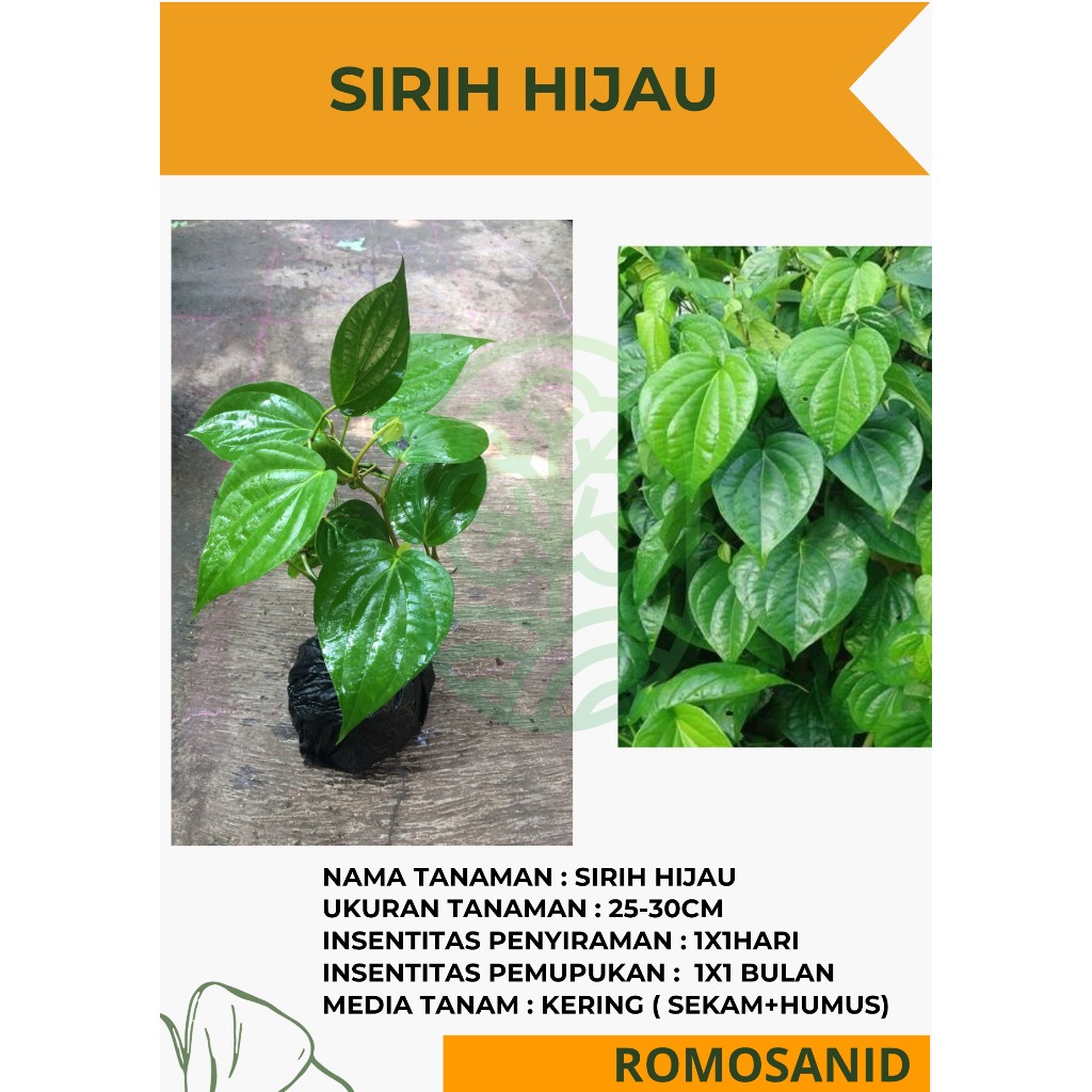 Tanaman Obat daun Sirih Hijau besar Pohon Hidup - ROMOSAN.ID