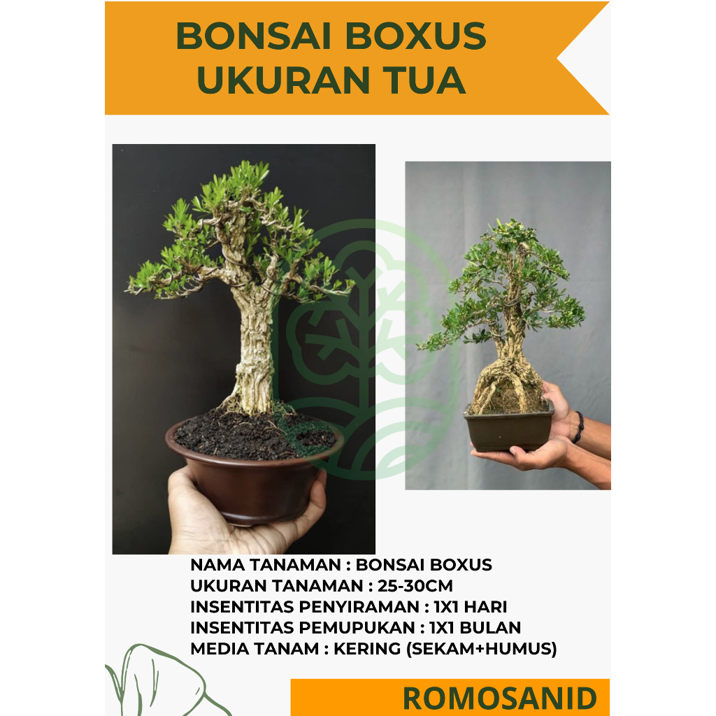 boxus tua ukuran besar - ROMOSAN.ID