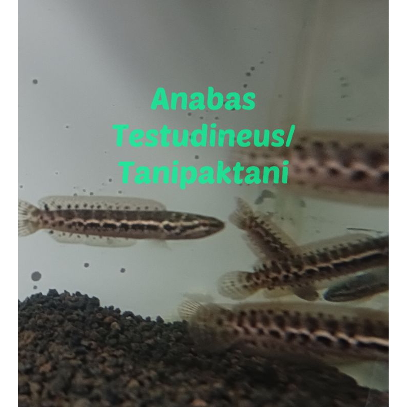 Stiker Banka bangka bankanensis 7-9 cm