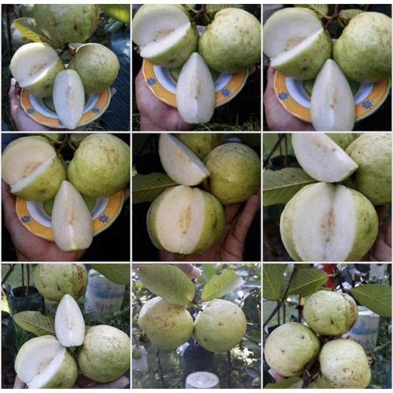 

Jambu Kristal Jumbo Segar Murah 1kg atau /kg