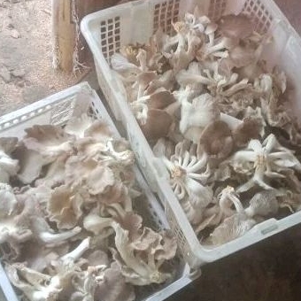 

jamur tiram mushroom