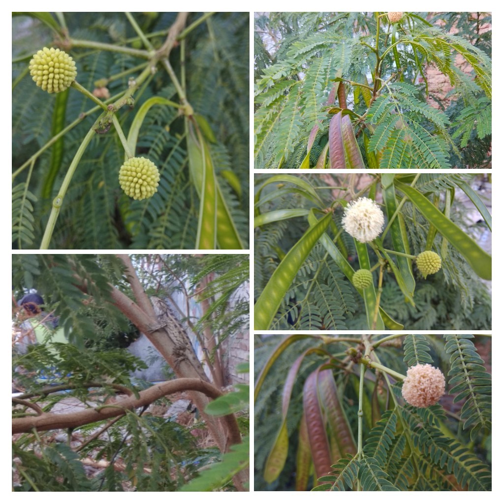 Bibit Benih Lamtoro (5 Gram)