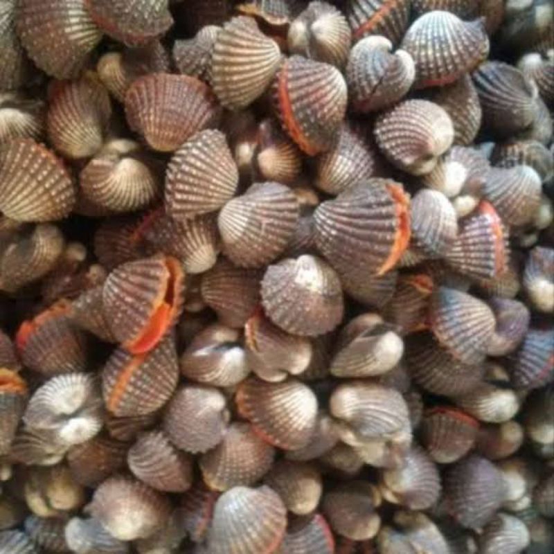 

KERANG DARA HIDUP 1KG / 2KG