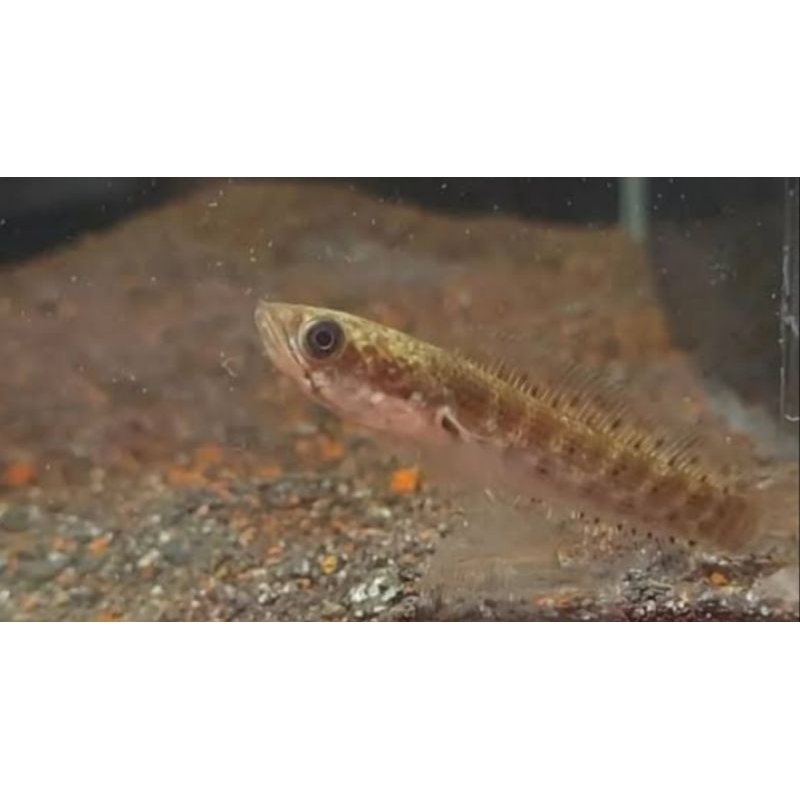 ikan chana auranti cb dieng ukuran 4-5cm