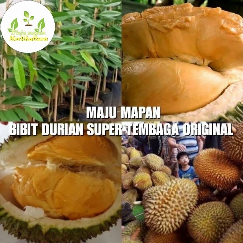 BIBIT DURIAN SUPER TEMBAGA