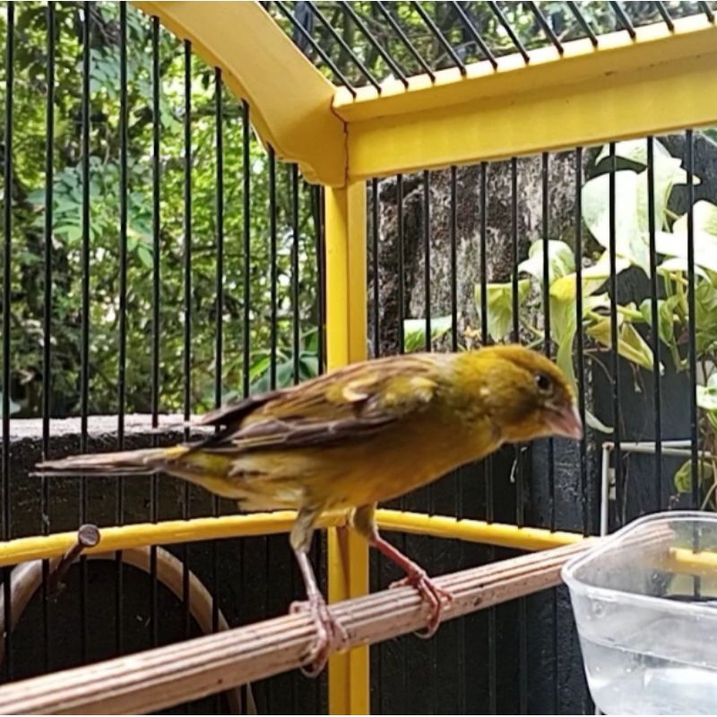 AF supreme big (f1ys x fys) gacor