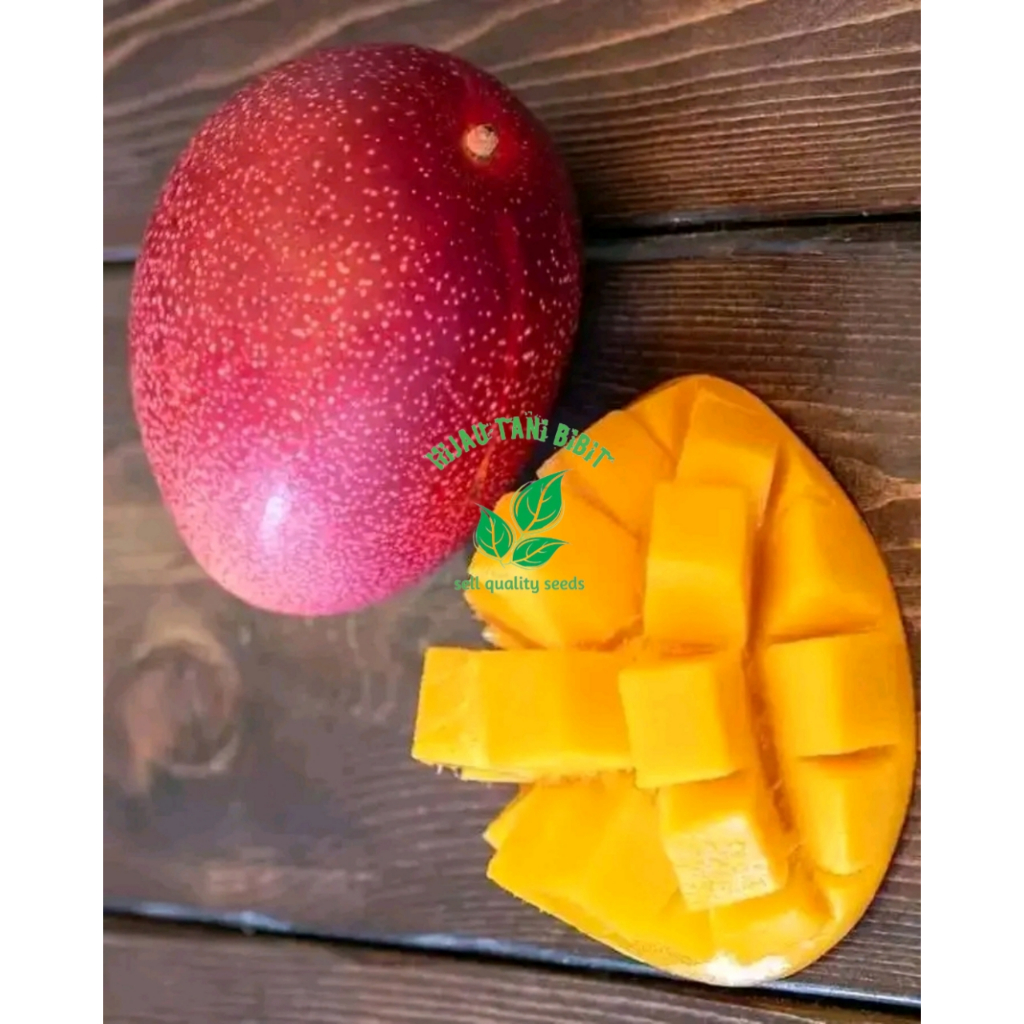 

Bibit Mangga Miyazaki Asli Jepang Produk Sendiri