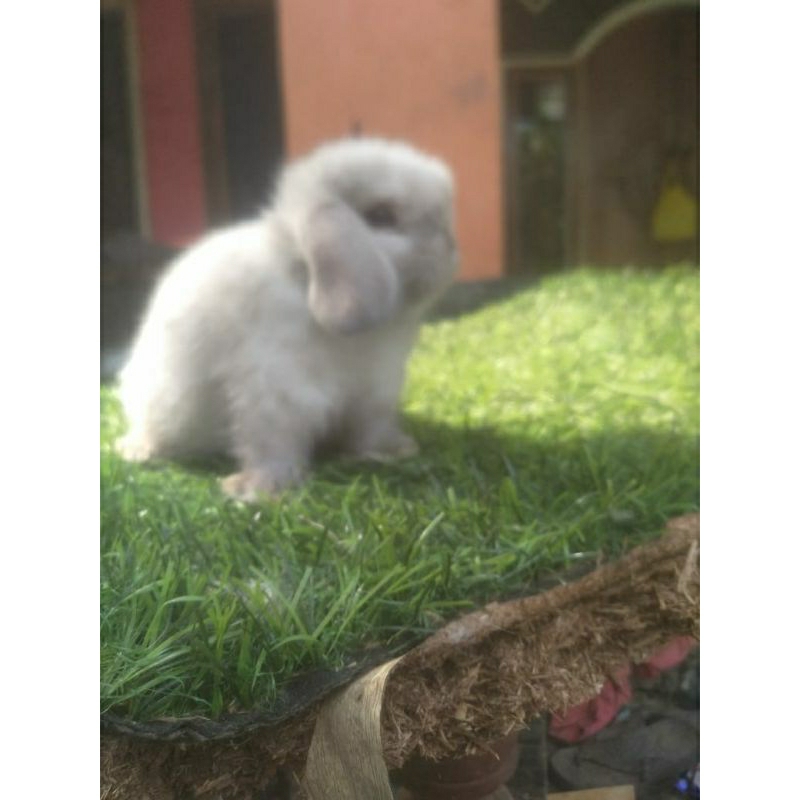 Kelinci Holland Lop