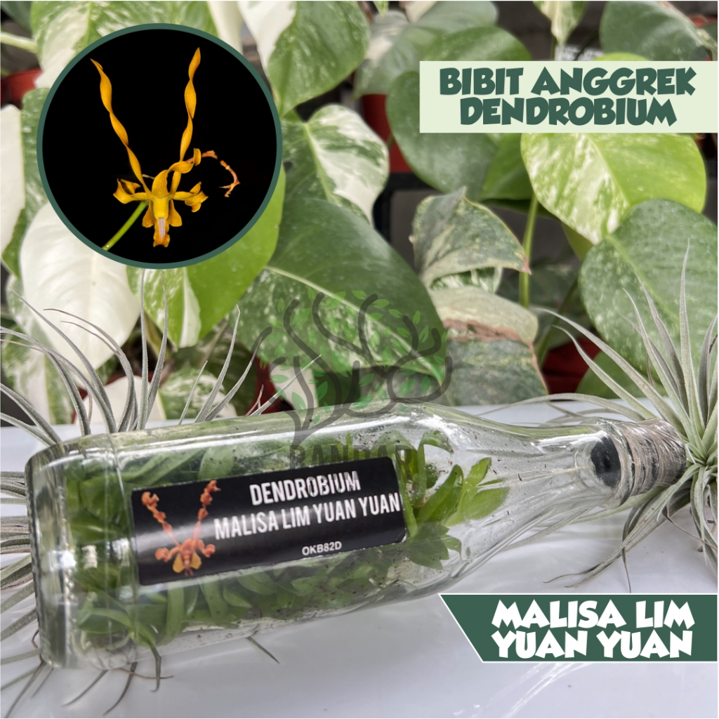 Bibit Anggrek Dendrobium Botolan Keritingan Malisa Lim Yuan Yuan