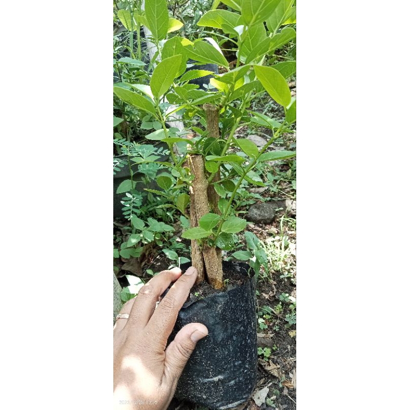 paket batang sancang