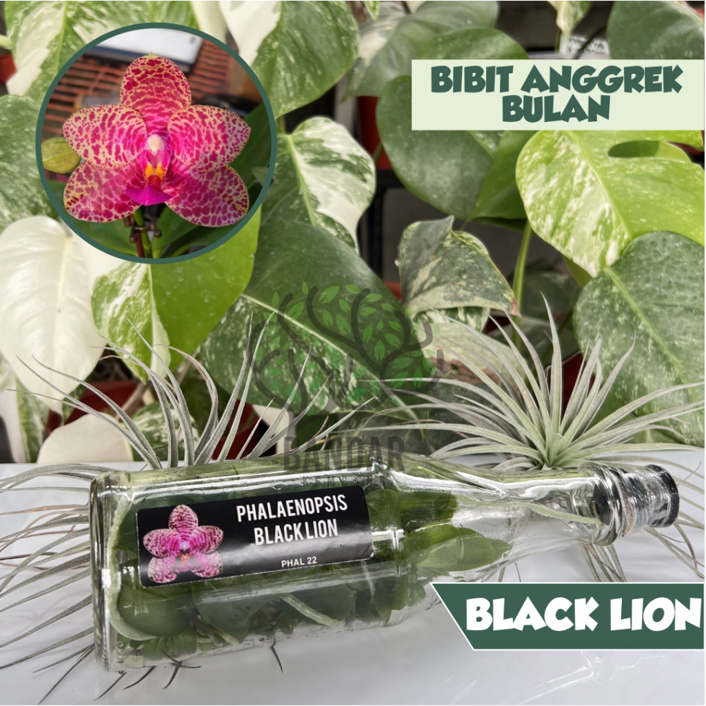 Anggrek Botol Phalaenopsis Koleksi Black Lion Bibit Anggrek Bulan