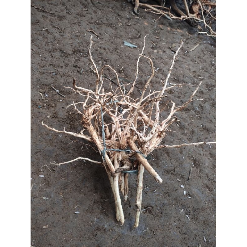 Akar kayu rasamala bahan bonsai aquascape