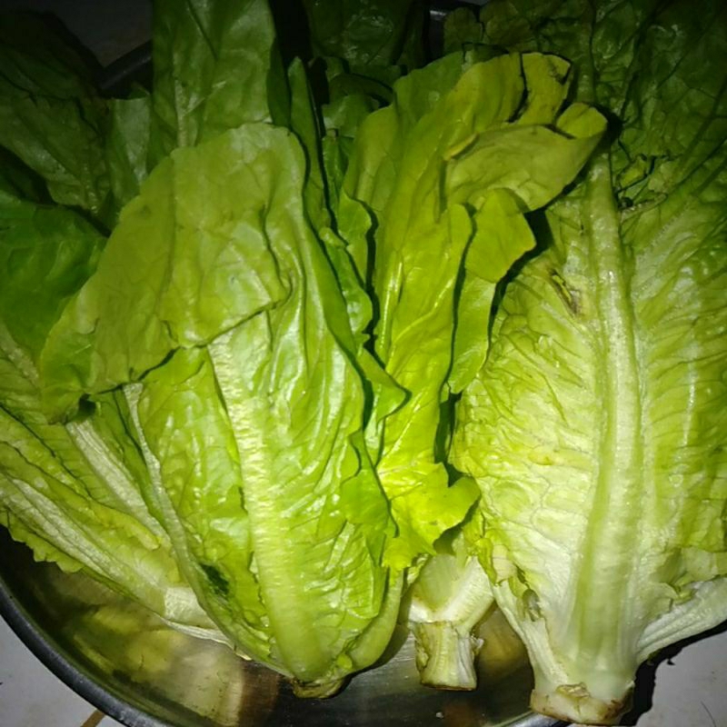 

SAYUR ROMINE / ROMAIN / ROMEN