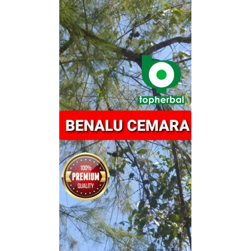 

Benalu Cemara Kering 250 Gram