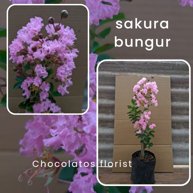 Tanaman bunga sakura - Bibit pohon bunga sakura lokal - sakura bungur