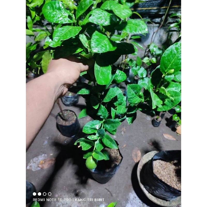 Bibit jeruk lemon sudah berbuah