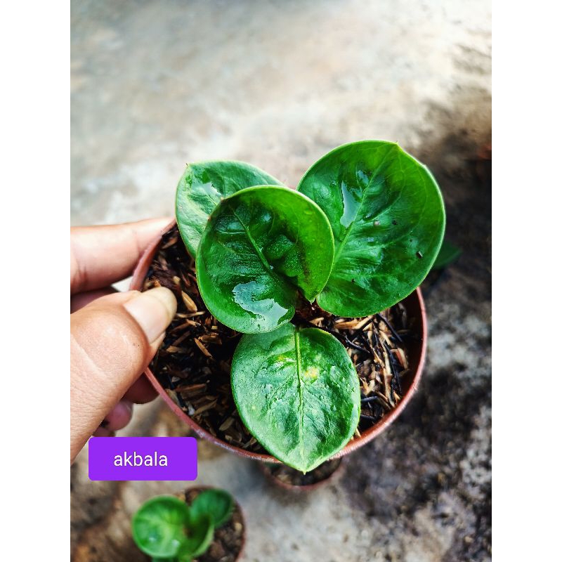 ANTHURIUM JEMANI MANGKOK GRANDPA