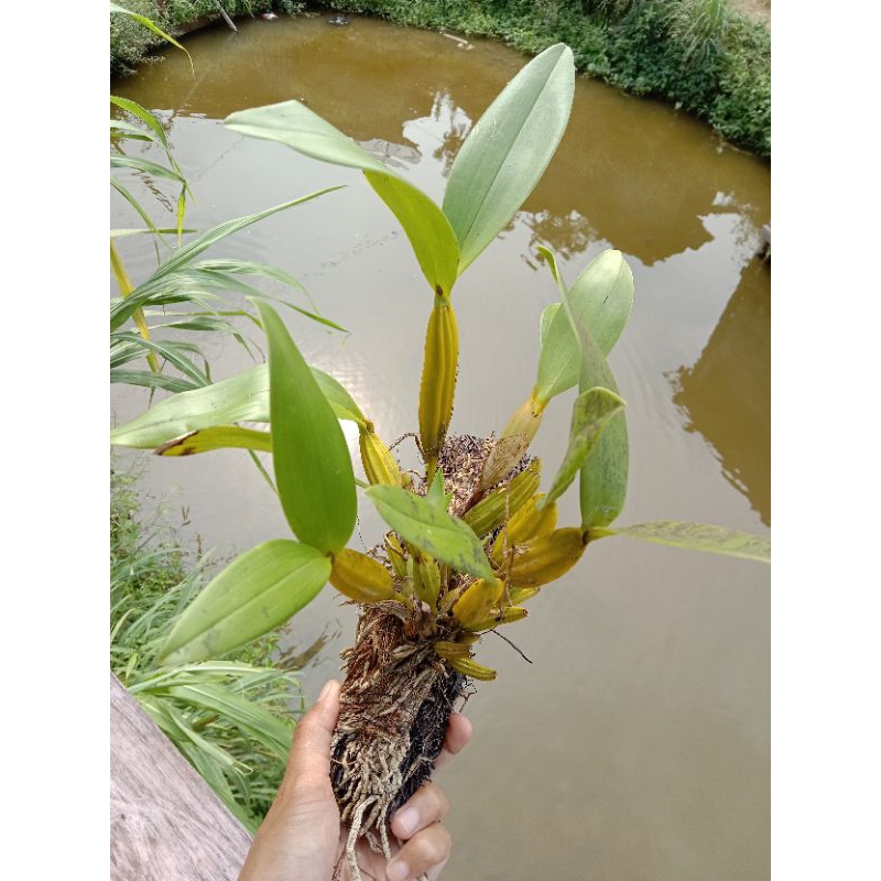 Dendrobium macrophyllum