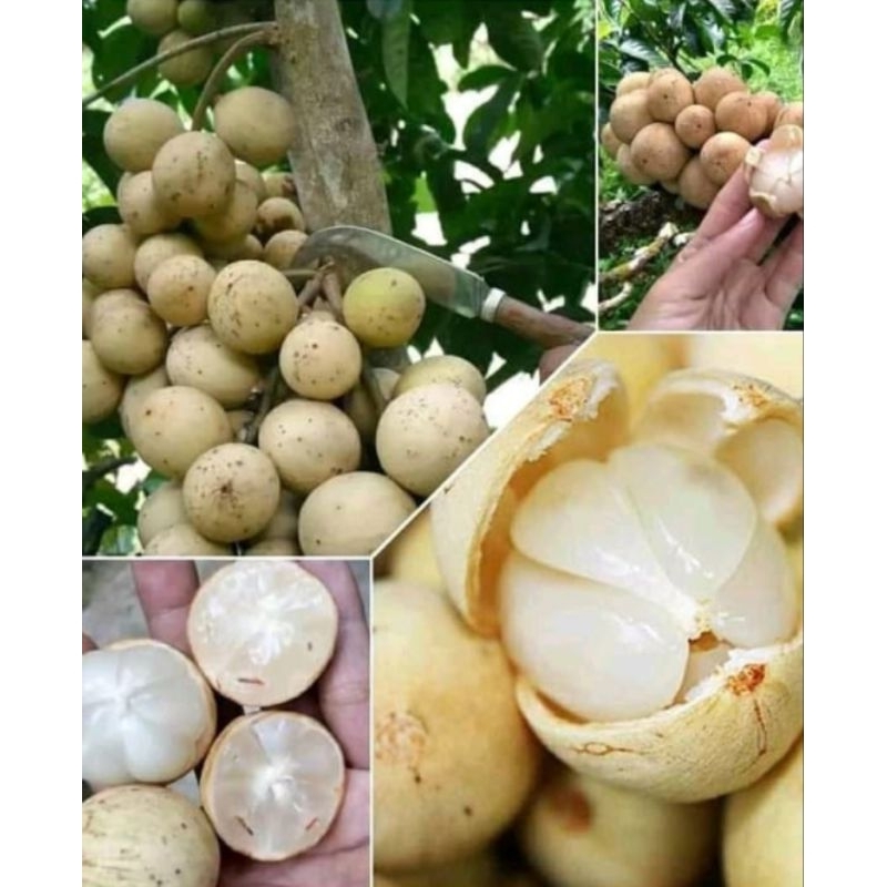 Bibit  buah duku tanpa biji/ Dukong cepat berbuah