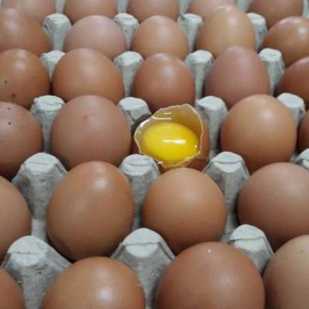 

TELUR AYAM NEGRI FRESH PERKG