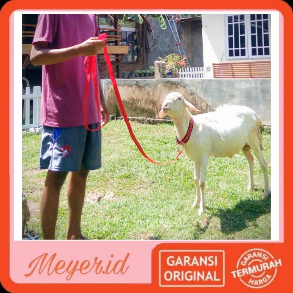 [COD] TALI TUNTUNAN KAMBING ,DOMBA,KUCING, ANJING - TALI PENUNTUN HEWAN (PANJANG 150CM ,2 METER,3 ME