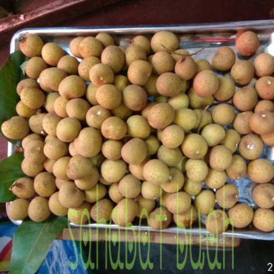 

READY STOK BUAH LENGKENG BANKOK JUMBO TANPA RANTING