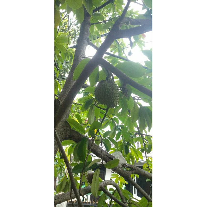 

DAUN SIRSAK ORGANIK UNTUK KESEHATAN 100 lembar