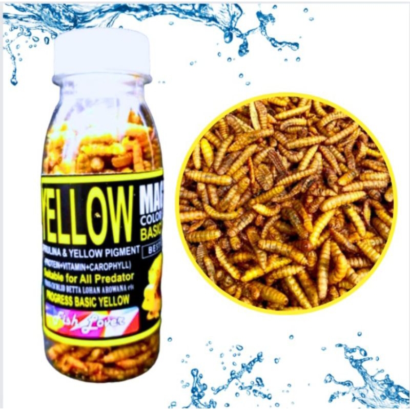 Makanan Ikan Predator Maggot Kering FISH LOVER RED BLUE YELLOW MAGGOT BOTOL COLOR BOOSTER 30gr