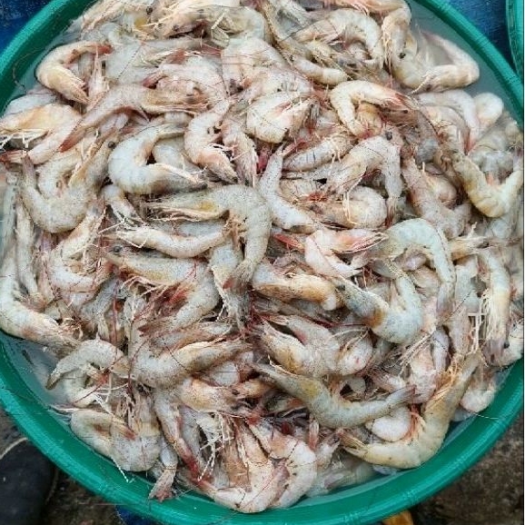 

UDANG LAUT SEGAR/1KG