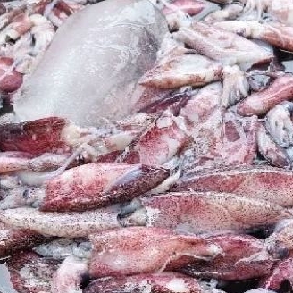 

SOTONG SEGAR/1KG