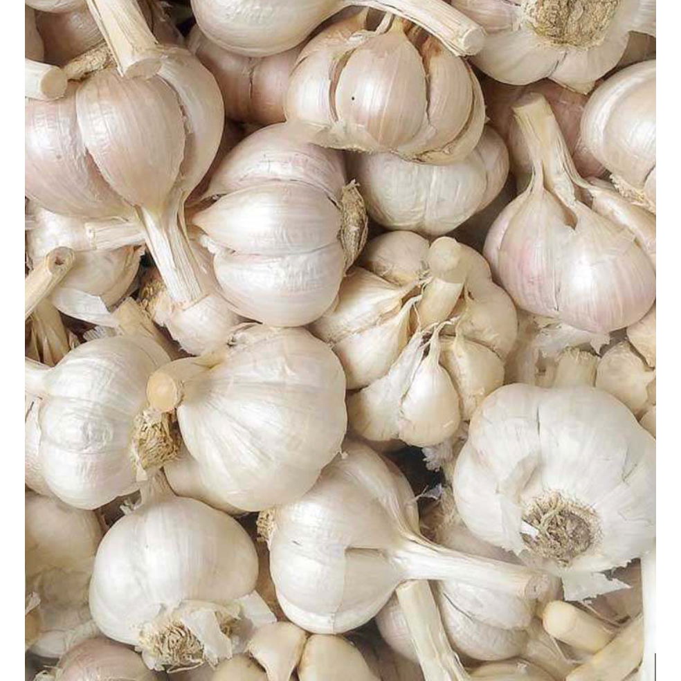 

Bawang Putih Kating 1kg Super / Bawang Putih 1kg