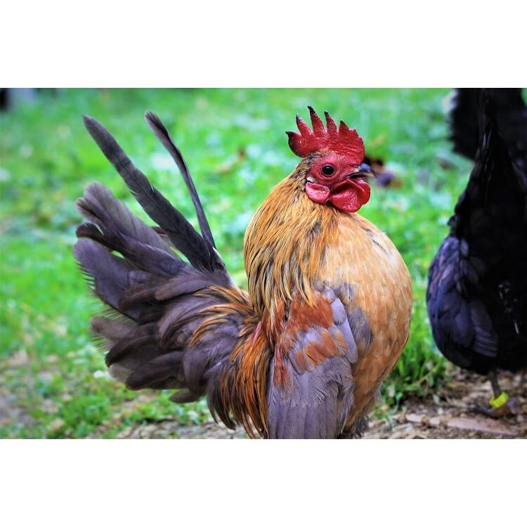 TELUR AYAM HIAS SERAMA UNTUK DI TETASKAN