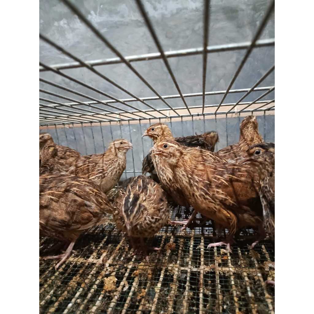 Burung Puyuh sepasang / puyuh siap ternak / Burung puyuh betina dan jantan