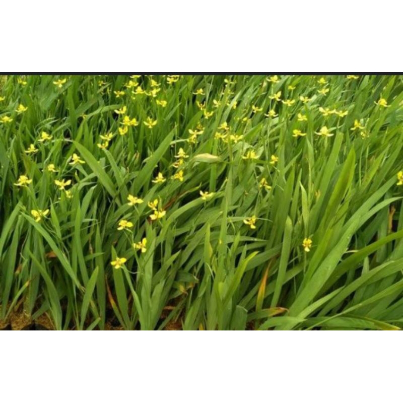 Tanaman Hias Airis Bunga Kuning / iris kuning