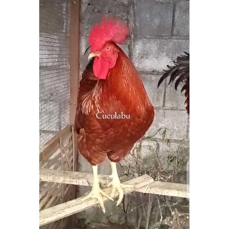 FGFG56846 BACA DESKRIPSI Telur Fertil RedPro, Ayam PETELUR RAS Yg BISA DIKEMBANGBIAKKAN Sendiri