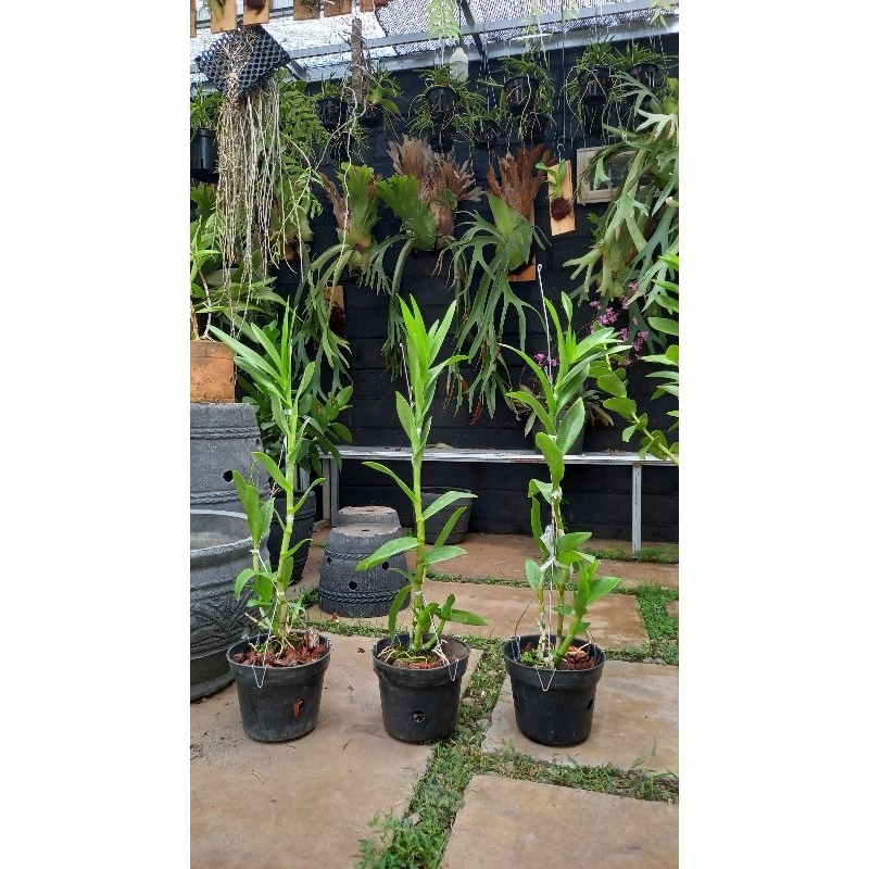 BUNGA HIAS ANGGREK DENDROBIUM MESANGNIL