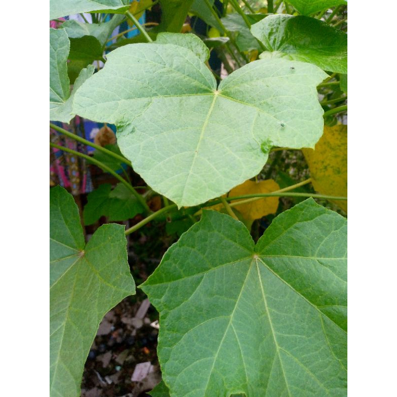 

(100 gr ) daun pohon jarak pagar
