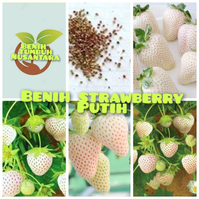 10 butir biji/benih strawberry putih korea