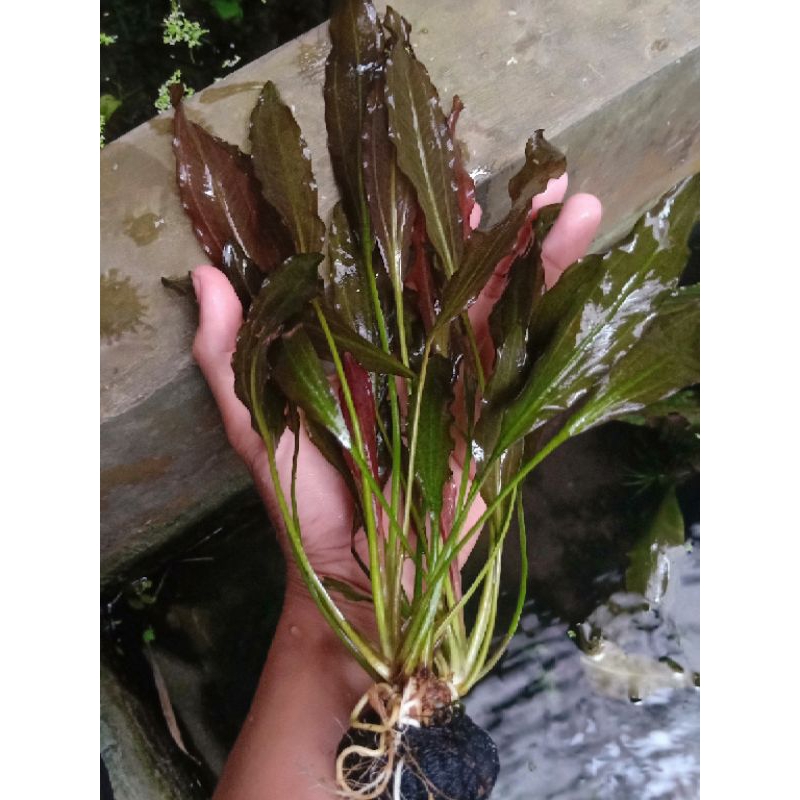 Echinodorus Red spasial sudah di lengkapi dengan wabikusa