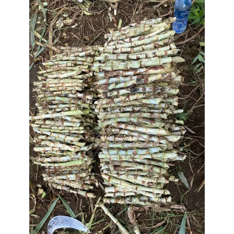 RUMPUT ODOT / BIBIT RUMPUT ODOT 1KG