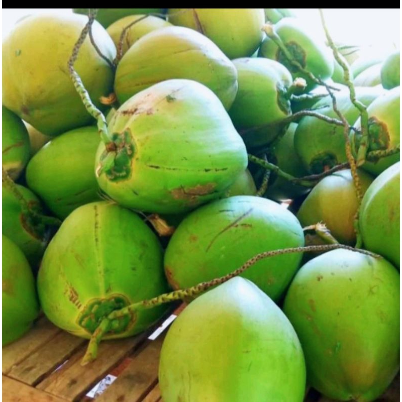 

COCONUTS/KELAPA MUDA DI KEMAS FRES