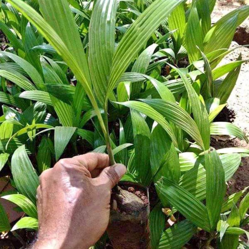 Bibit Pohon Pinang Wangi / Pinang Jambe Siap Tanam