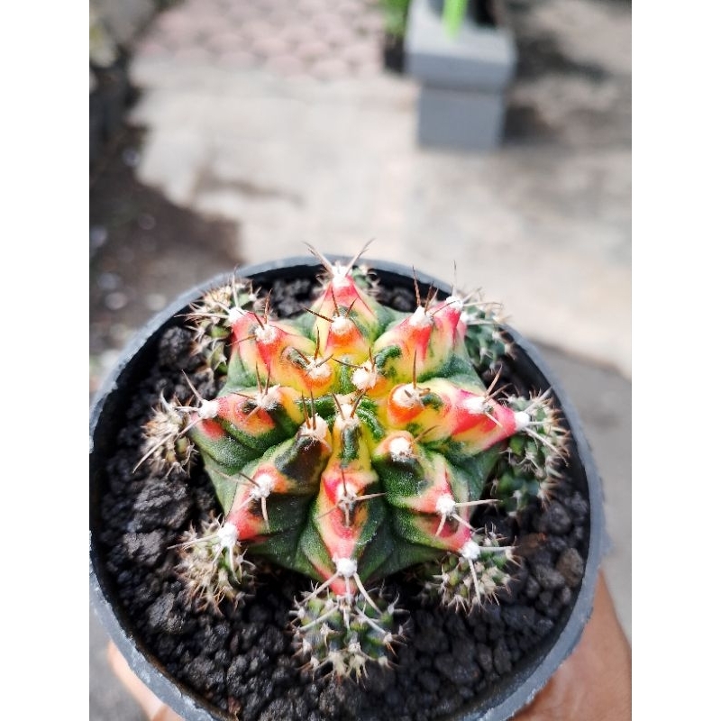 kaktus Miha Varigata